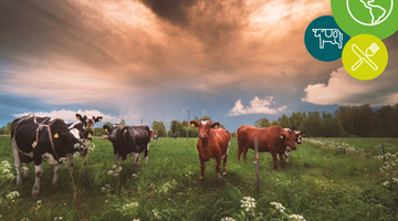 Food for thought - Environmental claims in food advertising