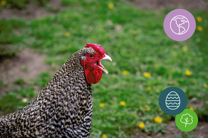 Poultry in motion – it’s CHICKEN!