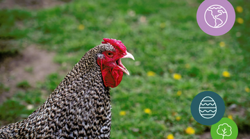 Poultry in motion – it’s CHICKEN!