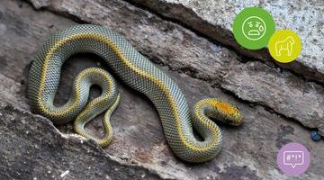 Scare with Care: Advertising Guidance on Phobias