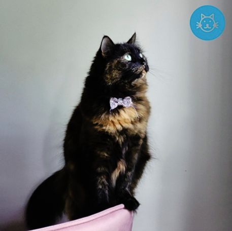 Not even Fenton would run away from our marketing tips