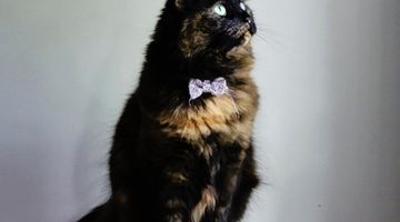 Not even Fenton would run away from our marketing tips