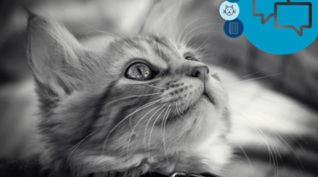 Paws and clause: Avoiding an advertising cat-astrophe when featuring animals
